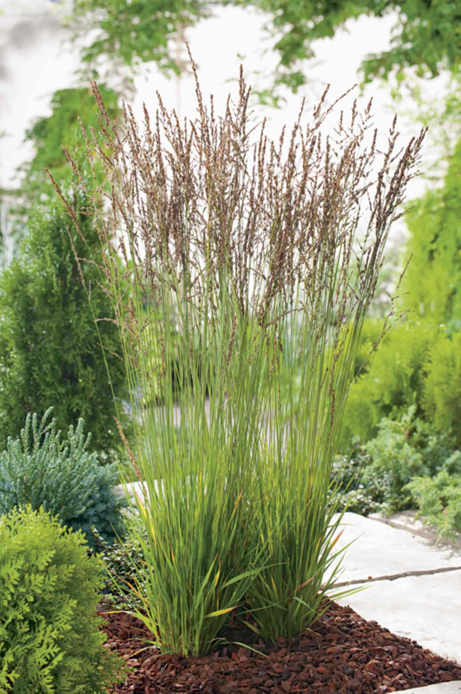 Molinia caerulea subsp. caerulea 'Heidezwerg'